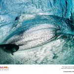 ©George Karbus / 2013 Red Bull Illume Close Up Category Finalist Photo