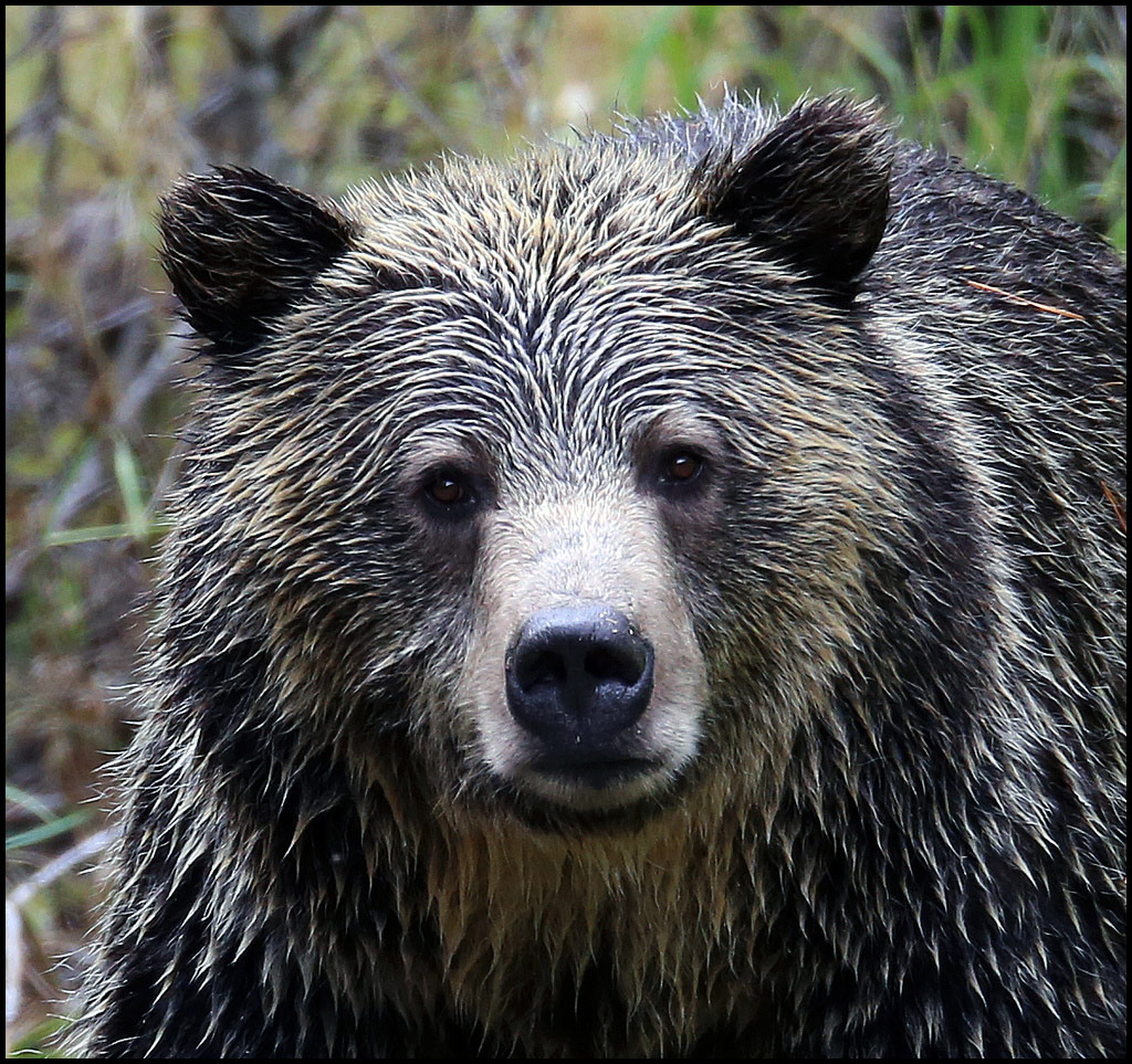 "Grizz" by Mahopac