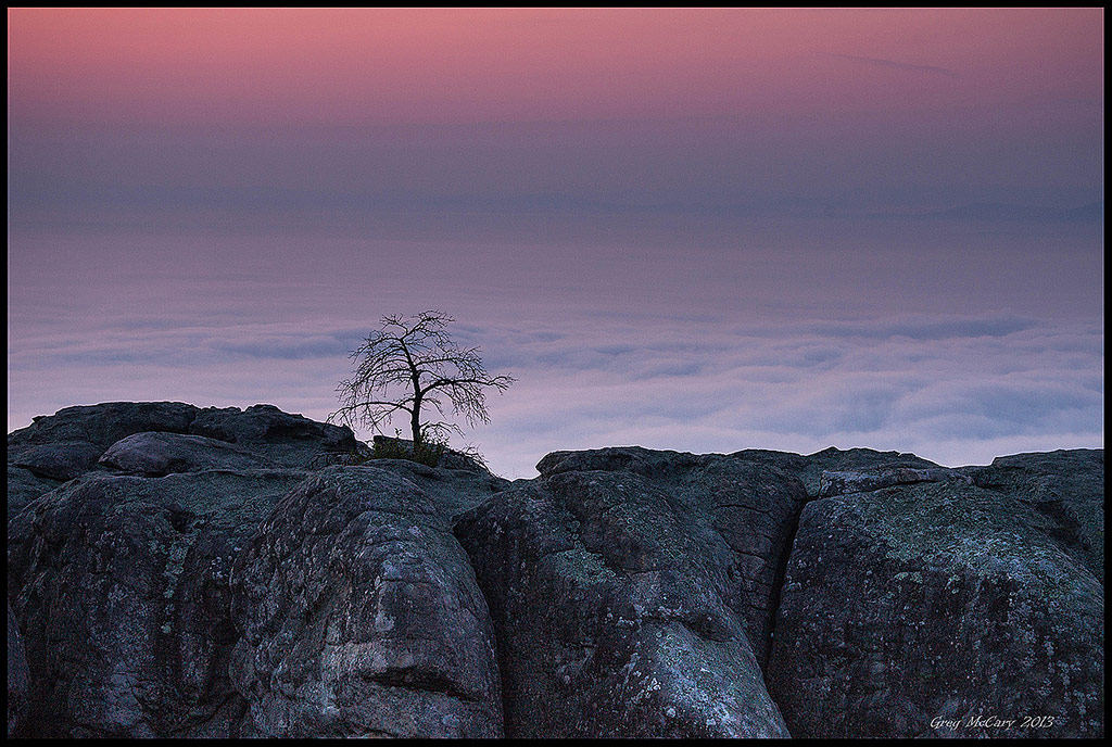 "Little Tree Above the Clouds" by Greg McCary