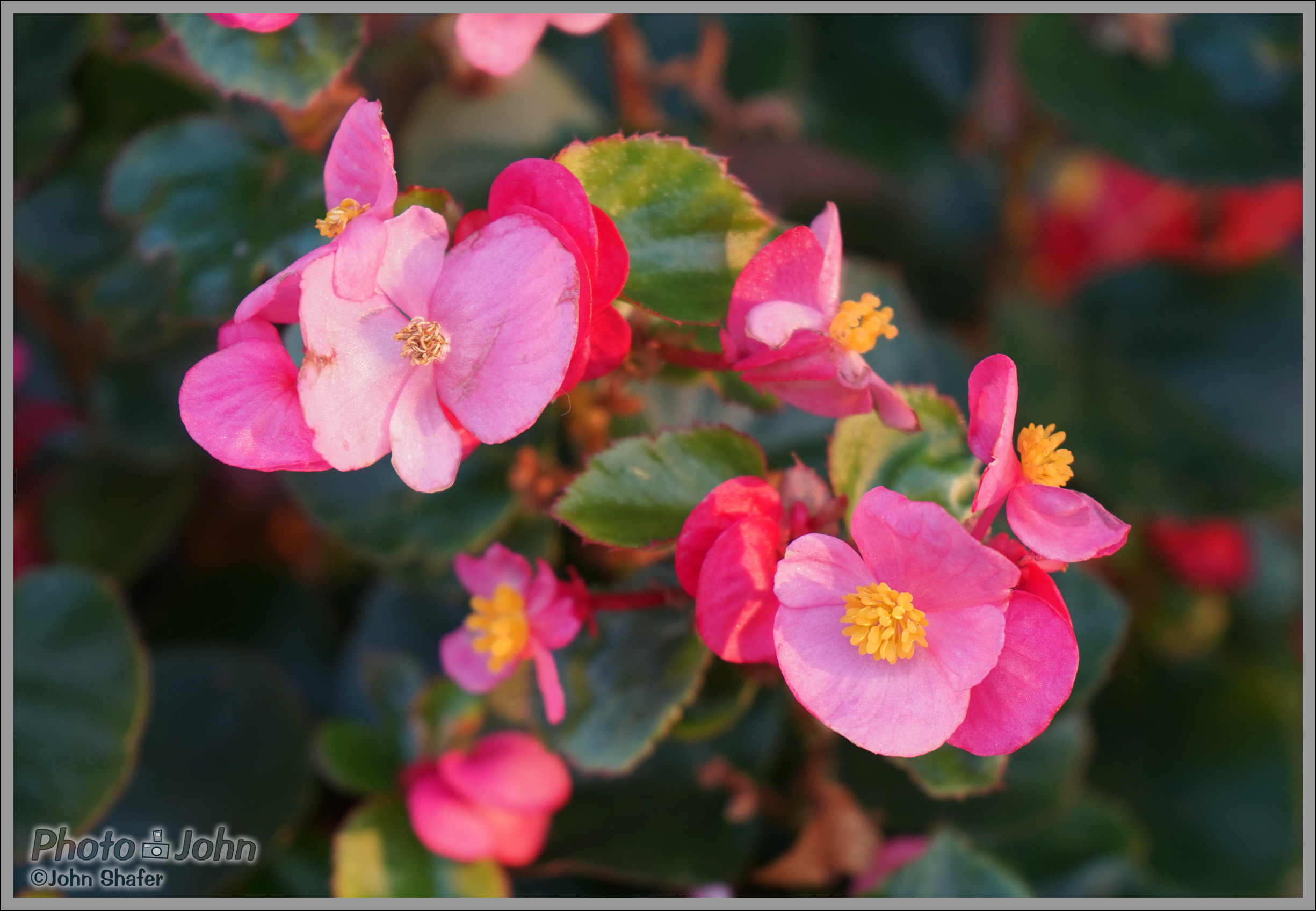 Sony Alpha A7 - Flowers - Nashville, TN