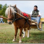 Sony Alpha A7 - Miniature Shetland Pony