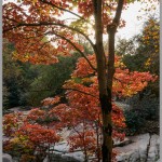 Sony Alpha A7 - Backlit Fall Maple - Rock City, Georgia