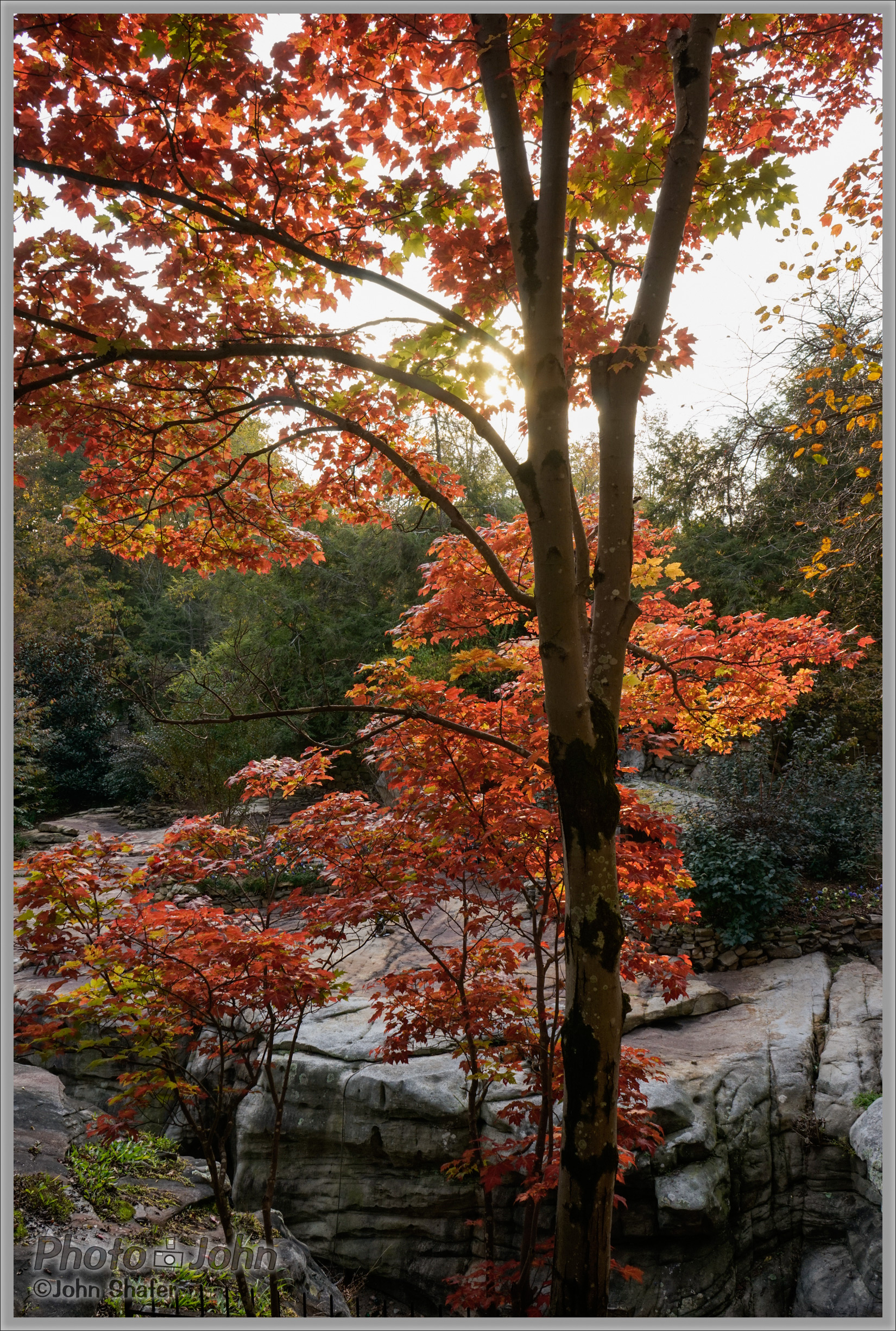 Sony Alpha A7 - Backlit Fall Maple - Rock City, Georgia