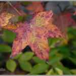 Sony Alpha A7 - Fall Maple Leaf - Rock City, Georgia