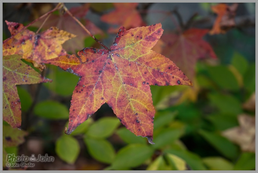 Sony Alpha A7 - Fall Maple Leaf - Rock City, Georgia