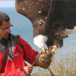 M. Travers & Eagle With GoPro Camera On Its Back