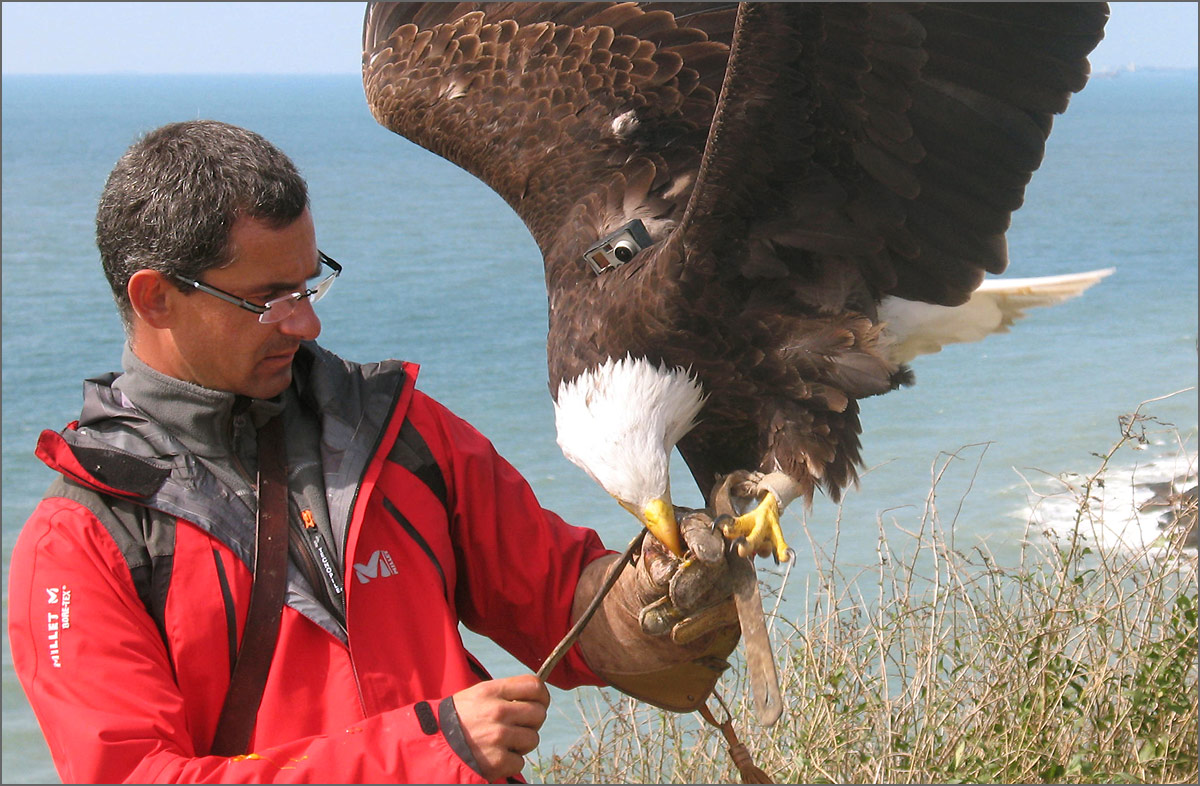 M. Travers & Eagle With GoPro Camera On Its Back