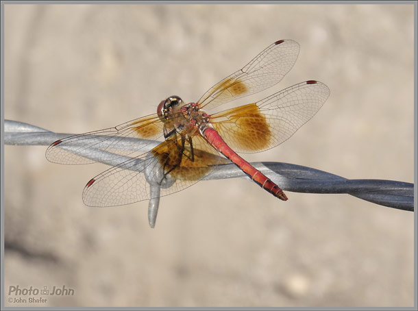 Sony Cybershot HX50V - Dragonfly Photo