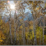 Fujifilm X100S - Backlit Fall Aspen Trees