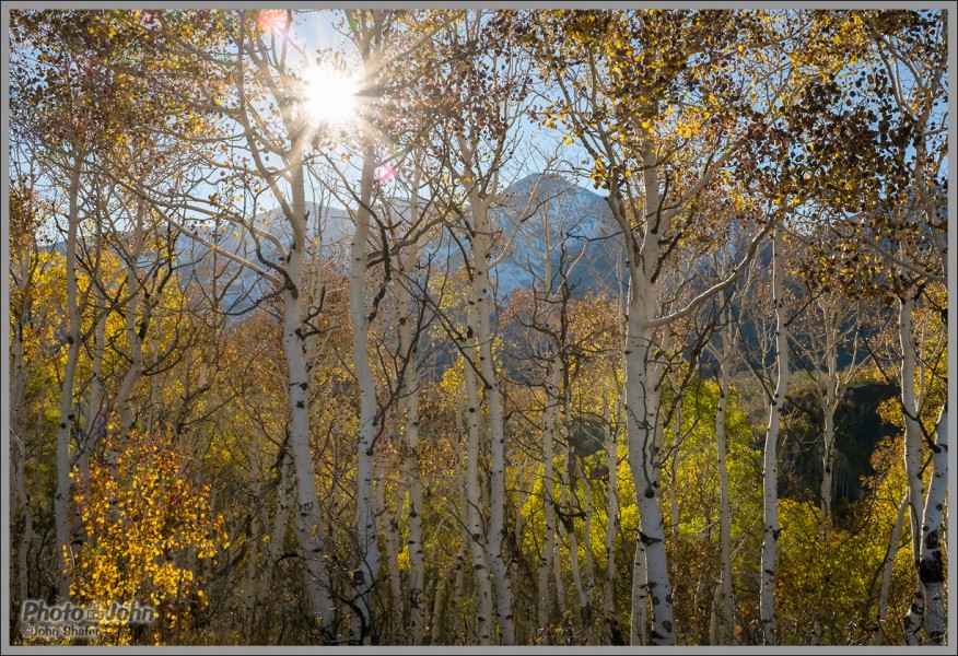 Fujifilm X100S - Backlit Fall Aspen Trees