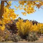 Fujifilm X100S - Desert Gold - Fall Cottonwood Trees