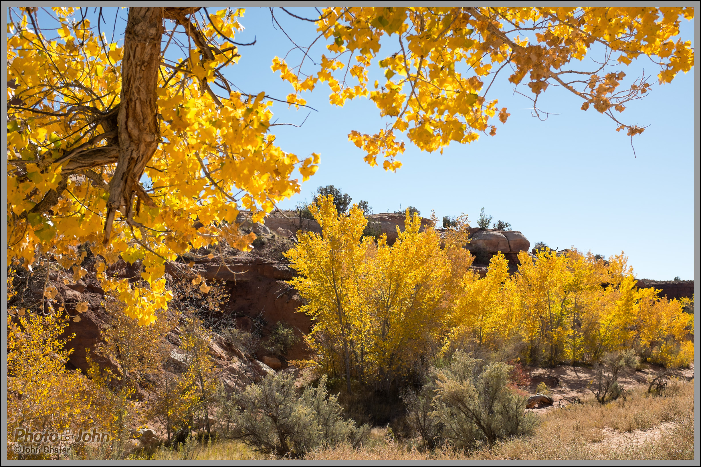 Fujifilm X100S - Desert Gold - Fall Cottonwood Trees