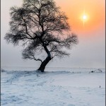 "Solitude tree & setting sun" by Richard Hla