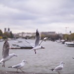 Gulls - Handevision Ibelux 40mm f/0.85 Lens Sample Photo