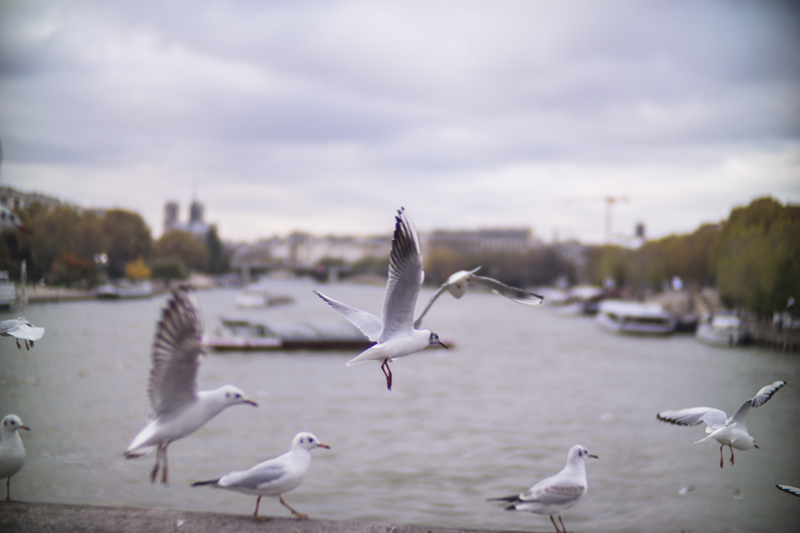 Gulls - Handevision Ibelux 40mm f/0.85 Lens Sample Photo