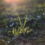 Grass - Handevision Ibelux 40mm f/0.85 Lens Sample Photo