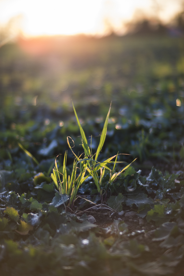 Grass - Handevision Ibelux 40mm f/0.85 Lens Sample Photo