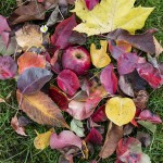 Leaves & Apple - Handevision Ibelux 40mm f/0.85 Lens Sample Photo