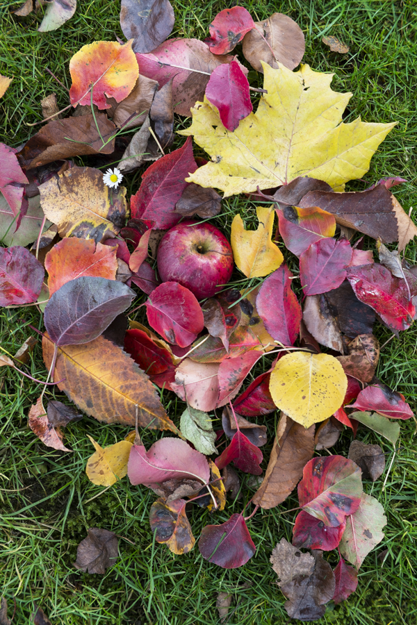 Leaves & Apple - Handevision Ibelux 40mm f/0.85 Lens Sample Photo