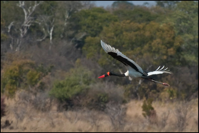 "Saddle Billed Stork - Zambia" by DennisT