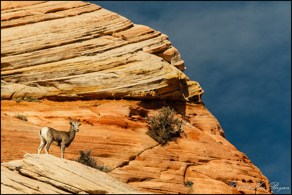 "Bighorns at Zion " by ksbryan0